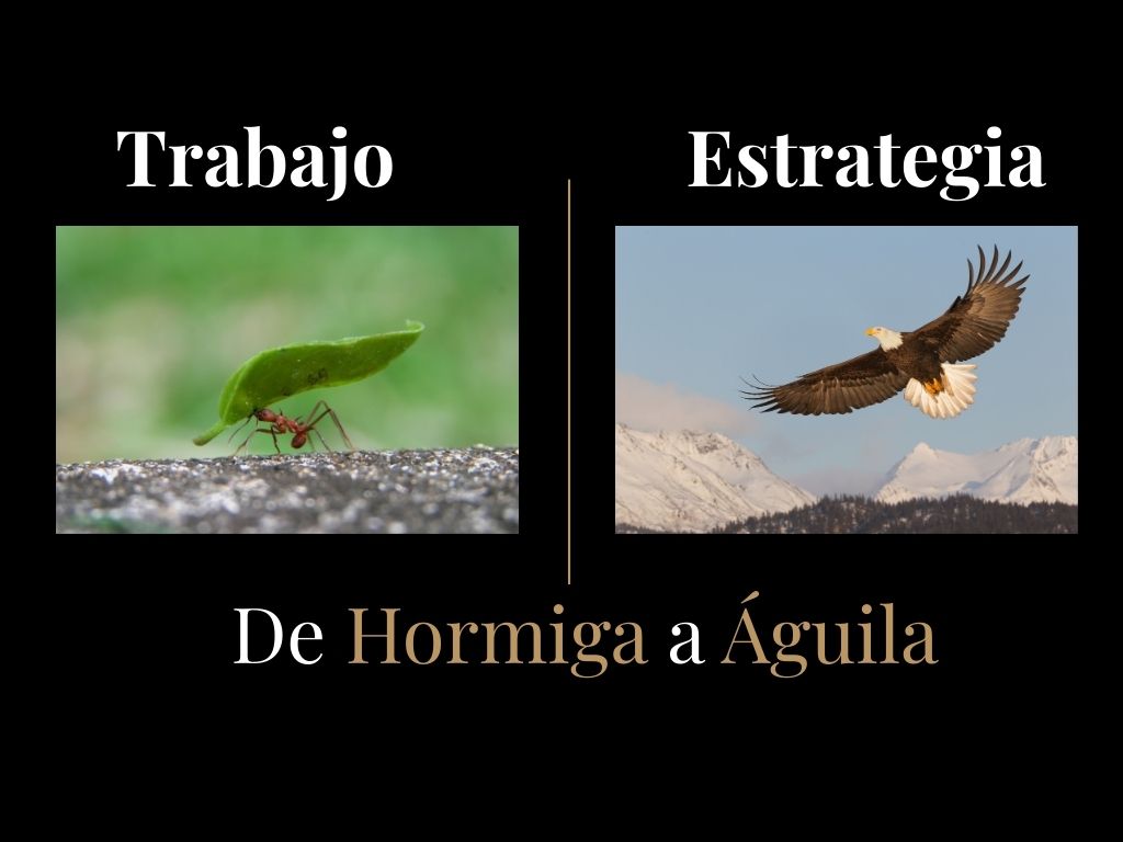 De hormiga a Águila.